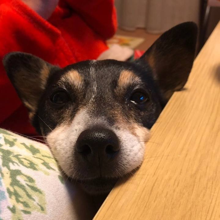 3271cad9 7fc7 456c bbea bb148b6de0cb 1553081895706