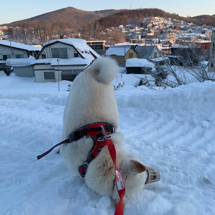 327513be 949c 4677 846a 712b1d8b1c57 1611723589237