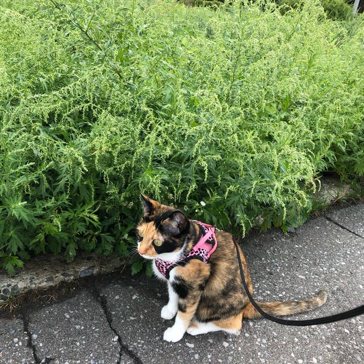 3275662a 13e3 4281 834c f53208ba4cc5 1536105355658