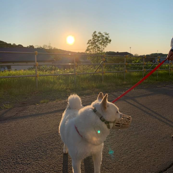 32781fe2 68d4 4eb2 b744 c61525aa17e8 1590870866307