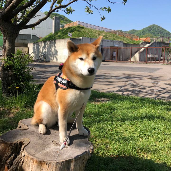 327ab616 a5d4 4c90 82c5 60da417fb6a0 1558060921318