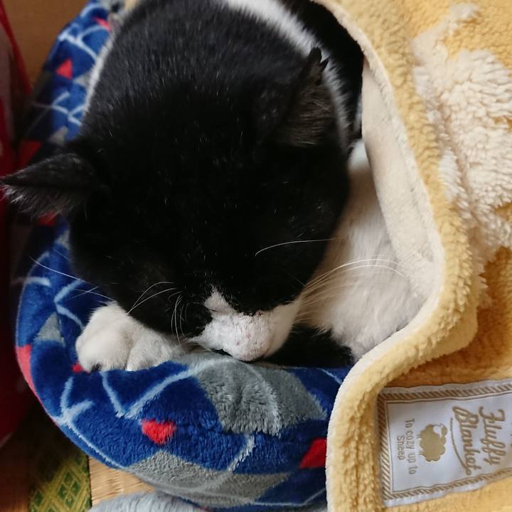 327c064d 51d9 499c ac74 35ebb219e34f 1540995284541