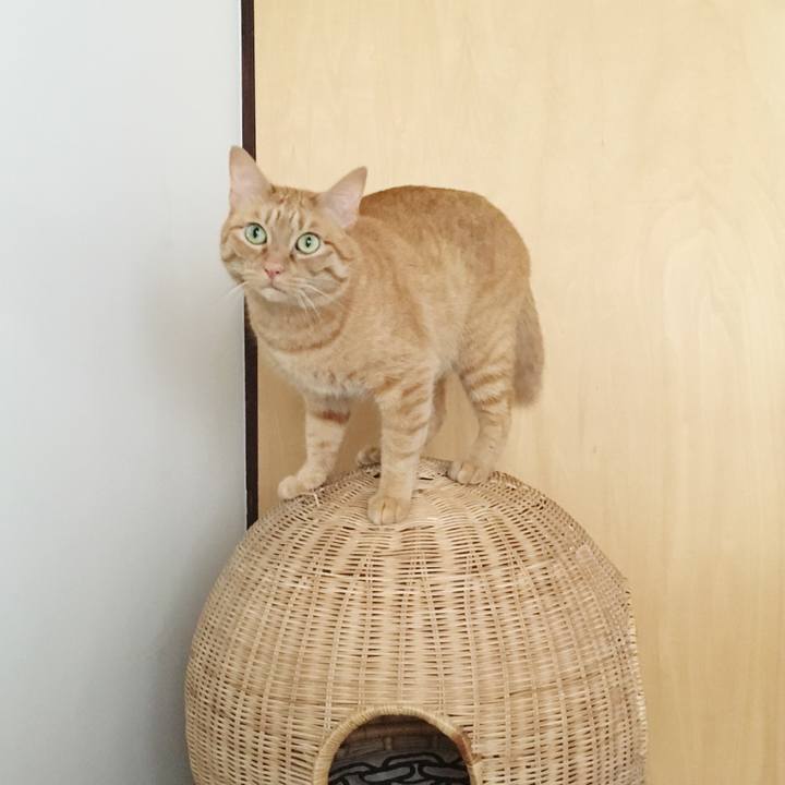 3280c68b af1b 4add a1e1 5ea4cc3a3a18 1563540687314