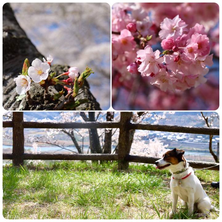 32833cfb c74d 4b3a b798 067071a9bf60 1554538203691