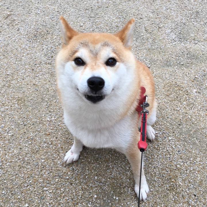 3288146c aab1 447e 94d2 90b5b17befee 1540170155813