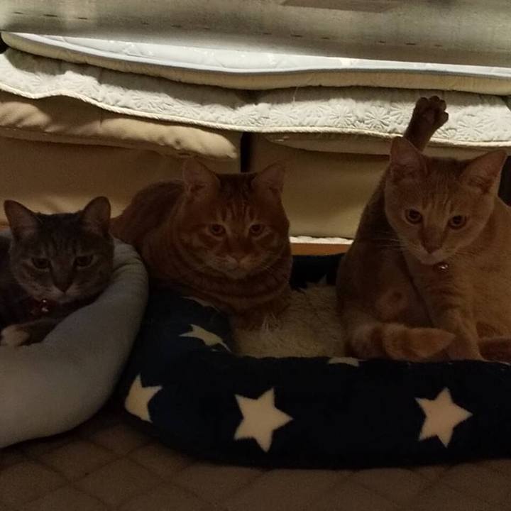 32883479 56ee 4e36 bcbb 6bb574718cdd 1591795743830