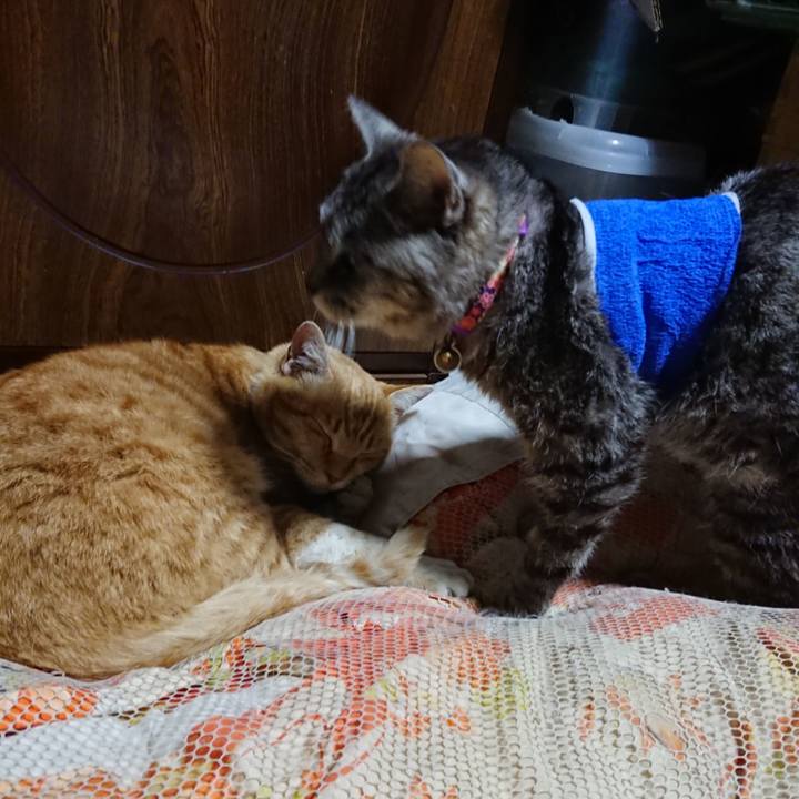 328bcbda d09b 4184 868a 11a9f7e2c06e 1586953243083