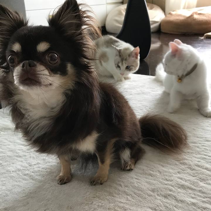 328d954d a0f5 446e a2ac 71d91168b8e8 1508555469495