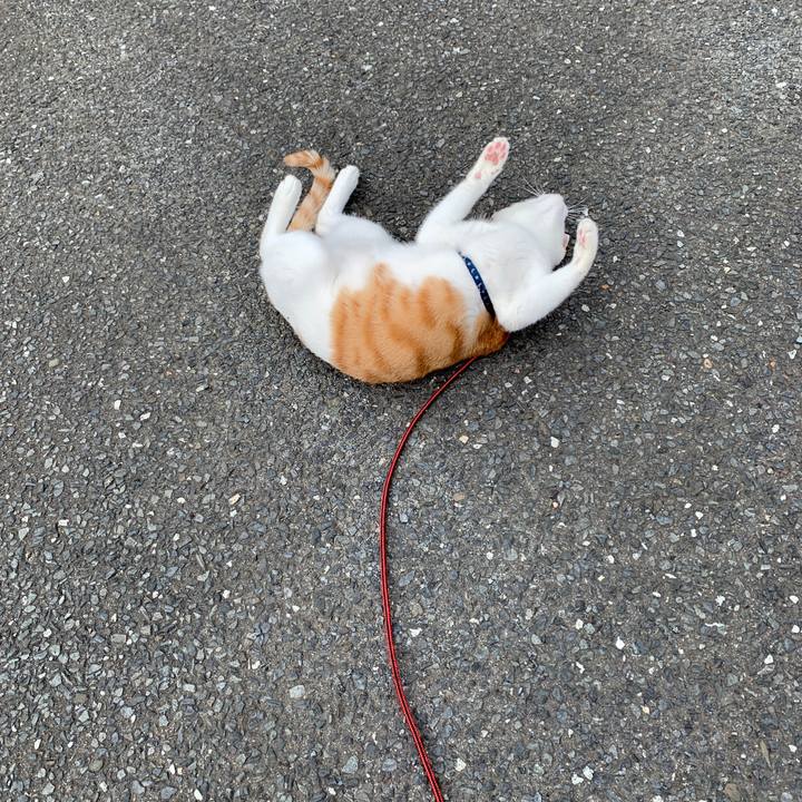 328edc2f de74 456b b955 0cdb92a5badc 1590475136752