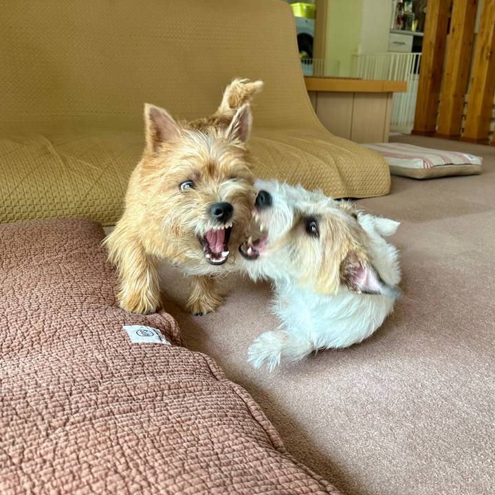 3292c309 6c88 4df6 86a8 dd861fb962f8 1727335788056