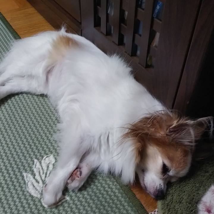 3294d946 f5fb 4a30 9aed 8de9773e7a4c 1533046906210