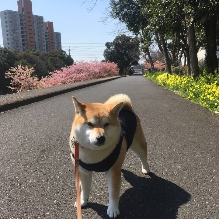 32952e87 4421 40e7 abbf 22f6b25bcd52 1552626038489