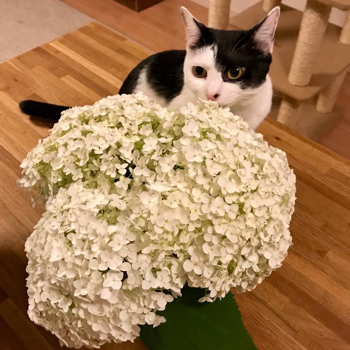 32955a4e 1767 4a75 bbd6 245bcf686b49 1528025009234