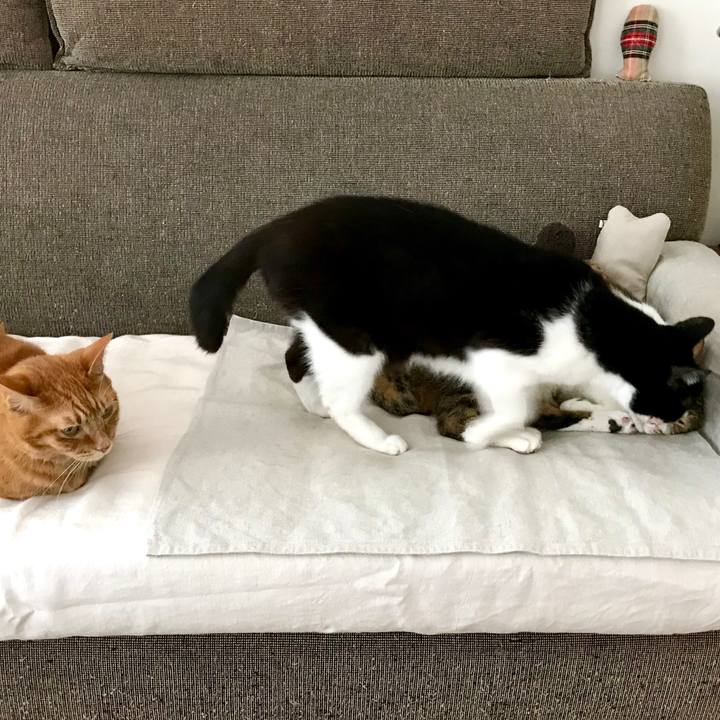 329726be 400e 48ce 890e 2918783a2c41 1528954372425