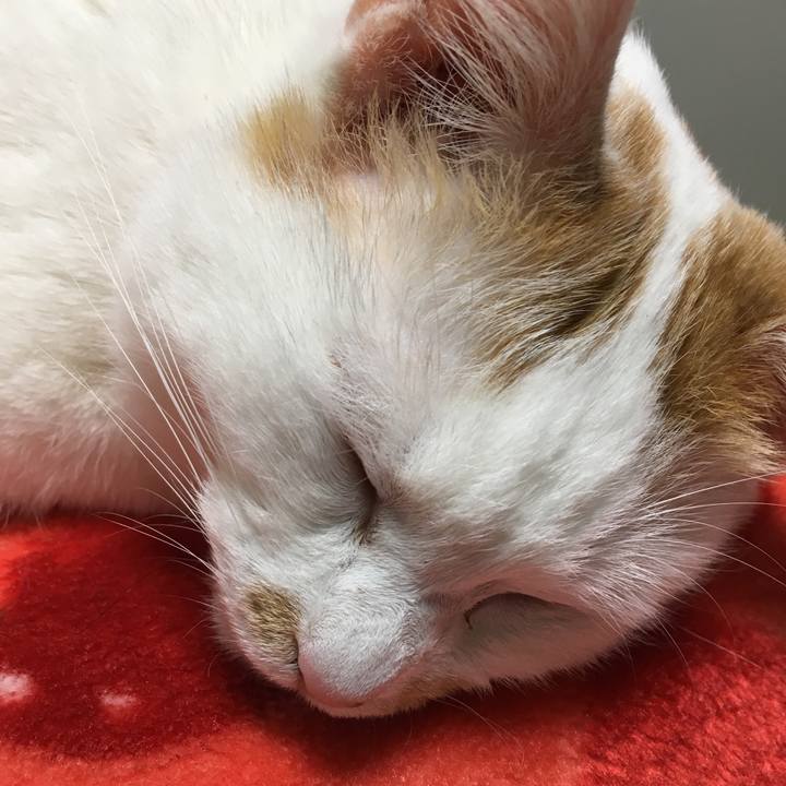 3298c977 5c4b 4061 ae58 7d839395872f 1517350138546