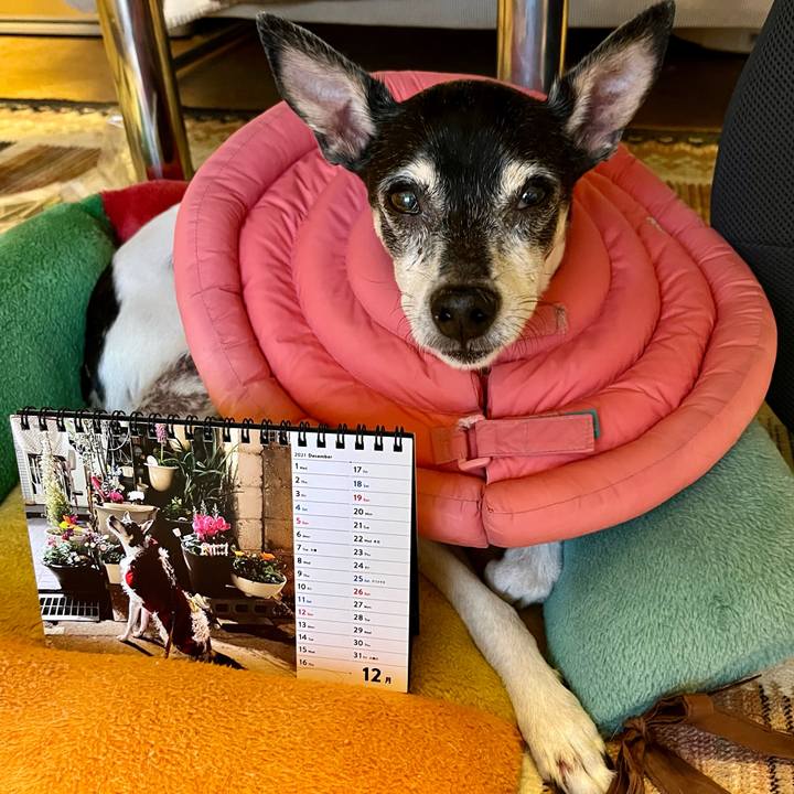 329a3b87 41a8 4532 8f9c f24e950f85c2 1638309915960