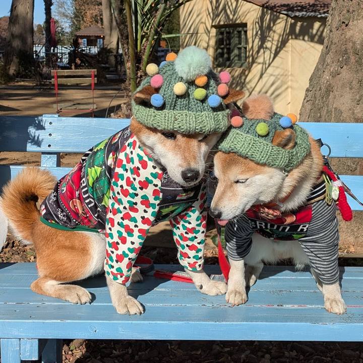 329ad5d0 5972 4ef4 b7ae a0e1e32fa465 1734924275901