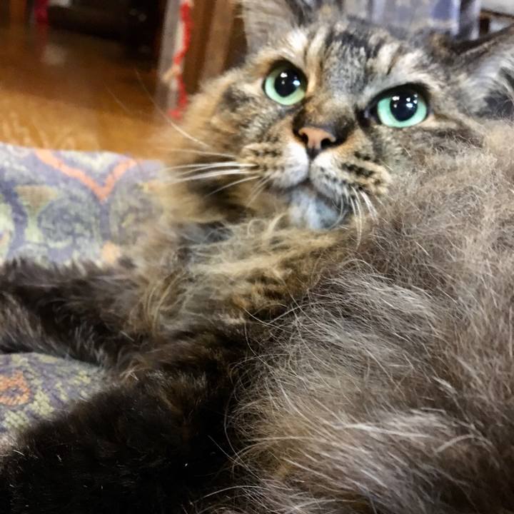 329b4314 c856 45a6 bdbb 98c199d10efc 1562807382311