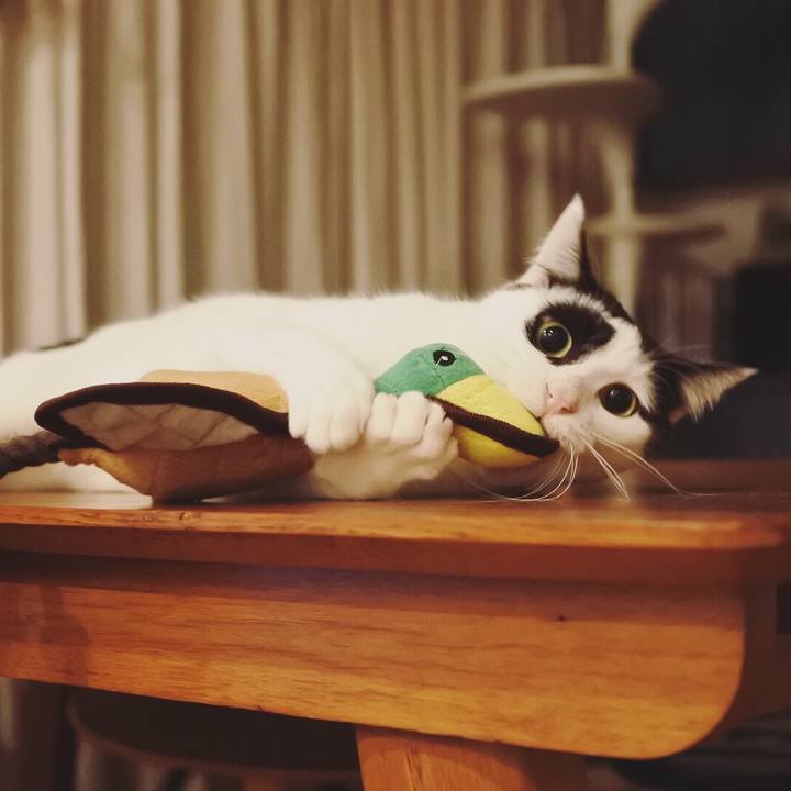 329b61ba 9d3e 4ce7 a246 aa3dd2ebfe58 1515157246751