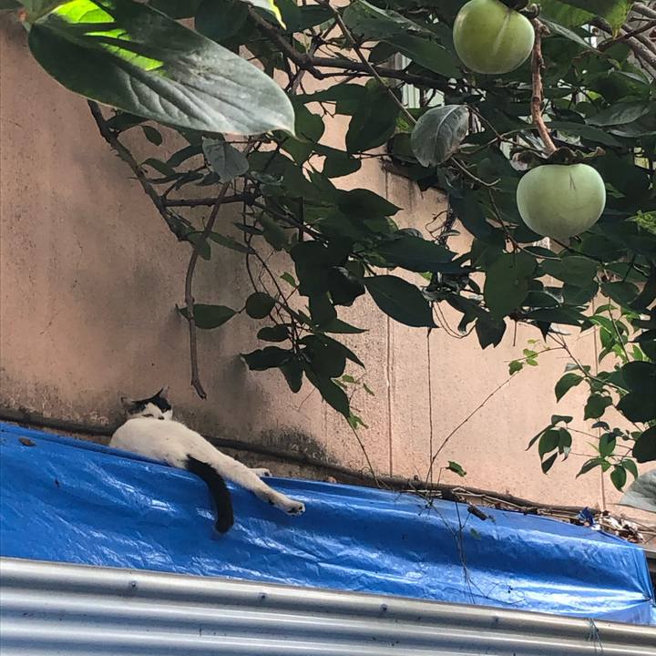 32a068b1 7937 4f8b a3cf 7e8d883a4bf5 1599977924588