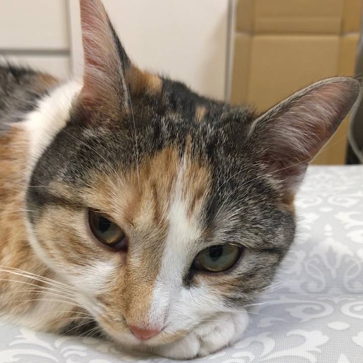 32a09d2c 1509 4e1d 81ac b731218ee982 1527397705740