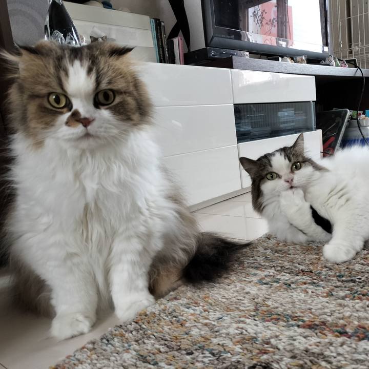 32a18826 ba60 40a6 a324 6c5e0508b796 1763856994792