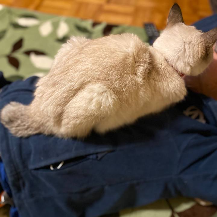 32a19d7e aa3a 40e8 96f7 0acfac28606b 1605264930329