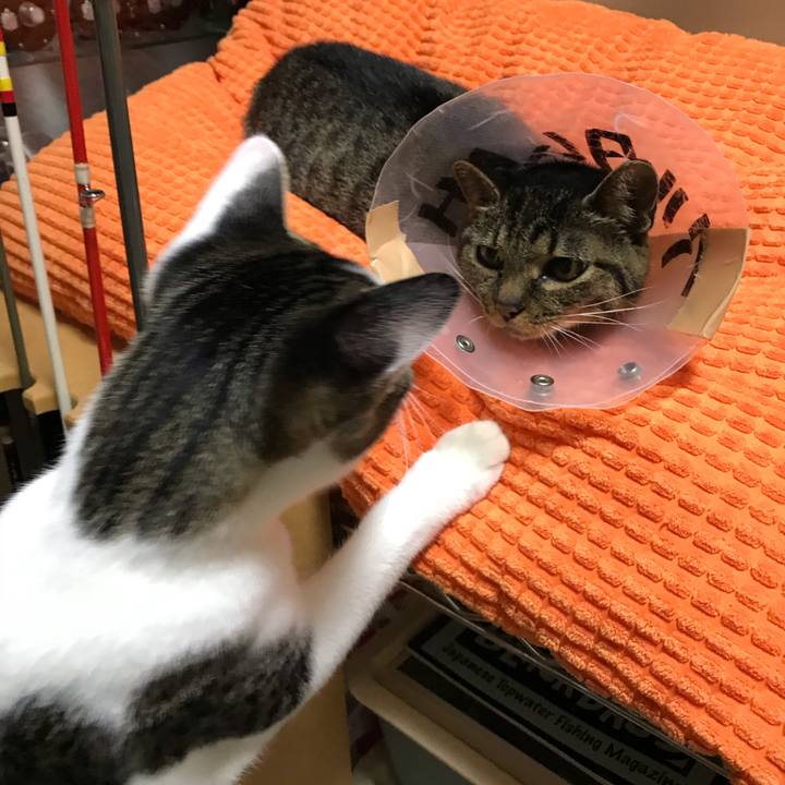 32a9406f 3e9a 4d13 a04a ce9ca5a8d5aa 1540470940982