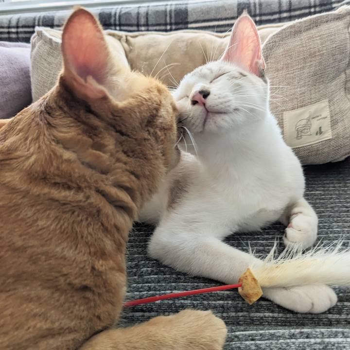 32b132fa 8529 45b3 abb7 627b85d865a8 1694223347056