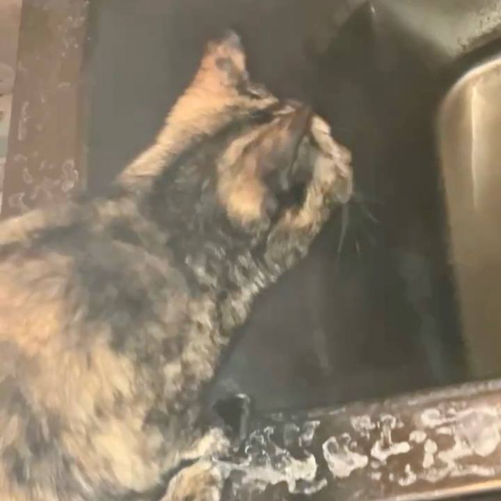 32b4d204 9886 4953 af91 3a15c9f33a1b 1739993678873