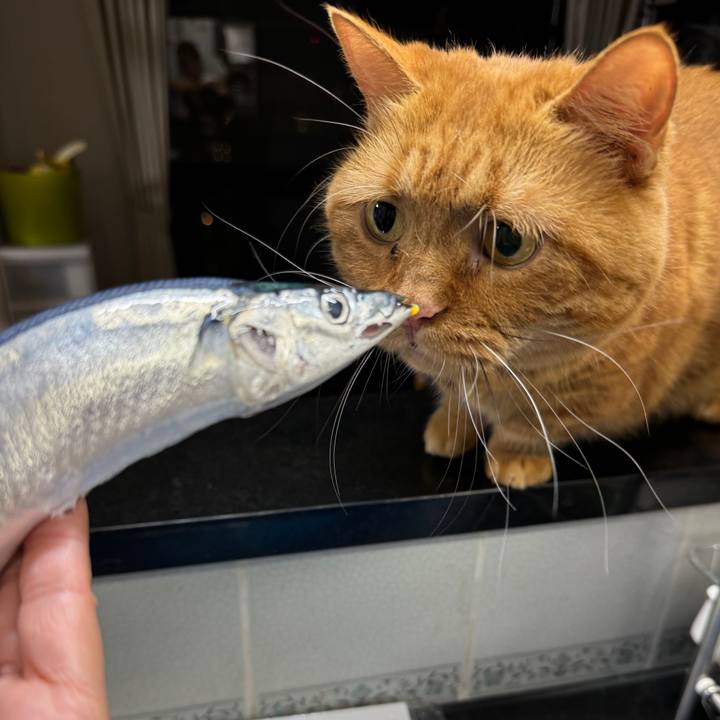 32b546be 0bc2 4f86 8f36 262f1c718886 1728995225560