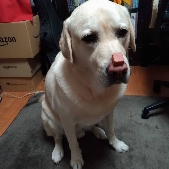 32b93fc3 2b14 4e30 8cc8 2ae4ff4bfb64 1635140401995