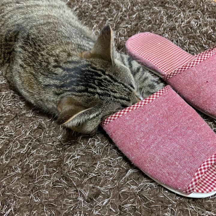 32bb4060 a8b7 4eb0 8284 2afcdbce7a1f 1545955320758