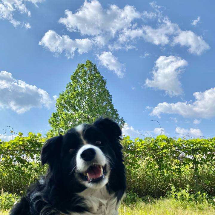 32bca8d9 c70a 41b9 809f 536788eff6f5 1619914681627