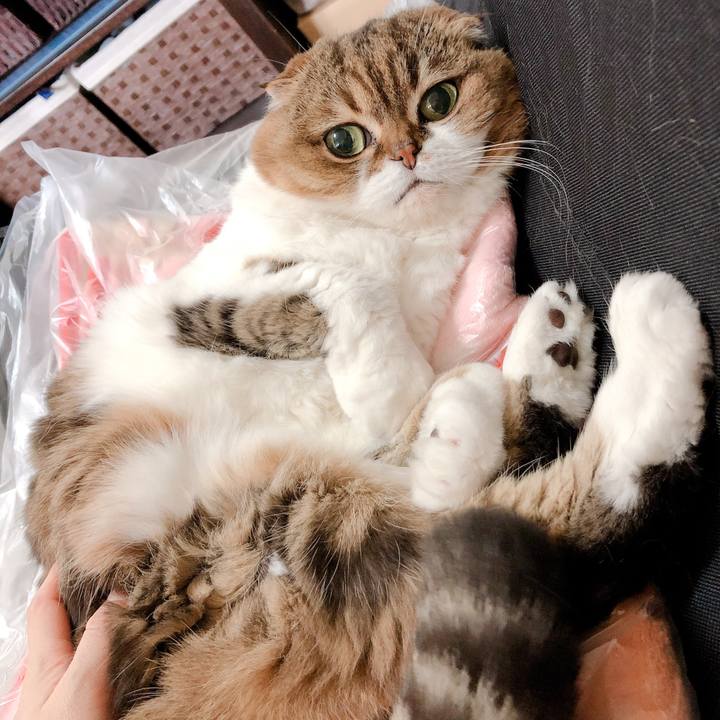 32c019fc 1456 441f aa8b 21dd1ebeb957 1557986775931