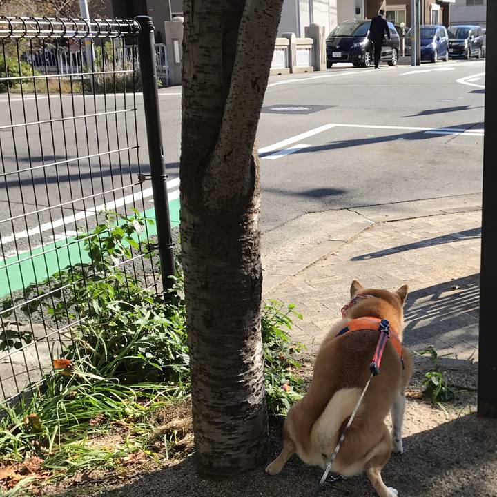 32c153cb a1d8 4415 a151 ce4ad705df2f 1541148543586