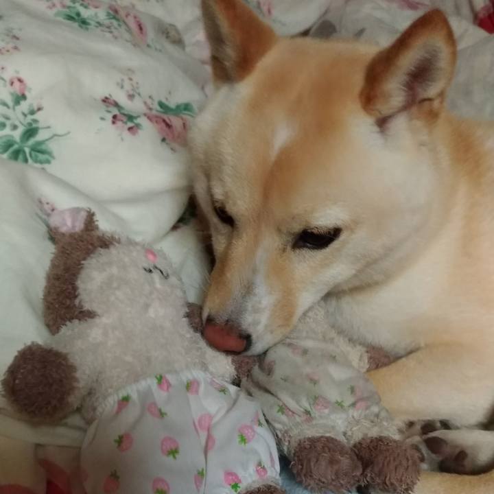 32c4b322 393e 4510 a5cd 8fc71382a718 1526818733820