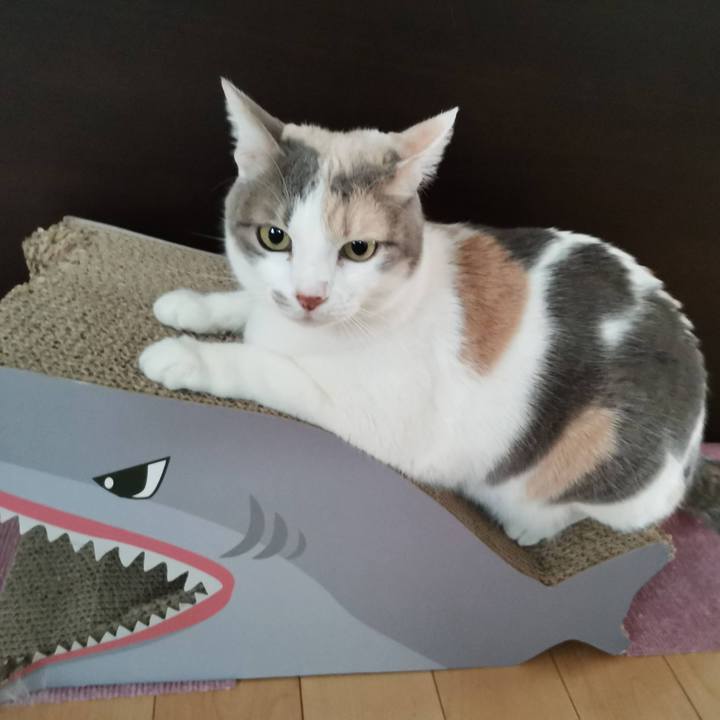 32c52d91 fb82 4a87 9d20 af82c5ab617f 1674283456154