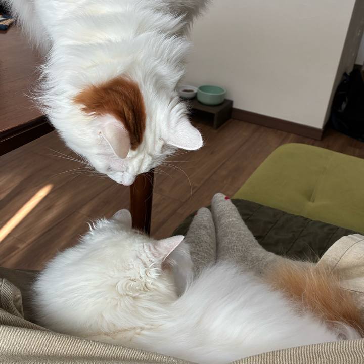 32c5d4c8 9d1e 4082 8b25 26829f298e13 1769913445004