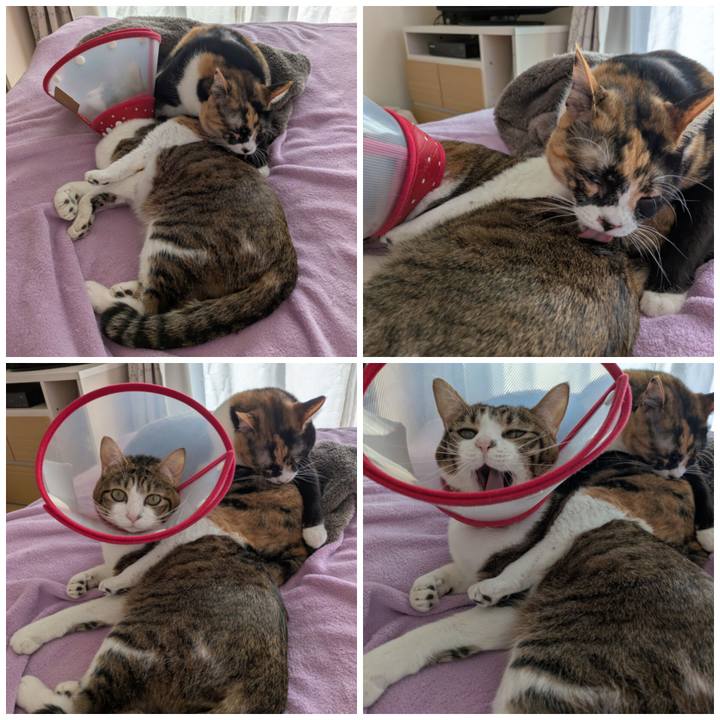 32c5dc0f ccc4 44a5 bf7e 1454a3e77fb4 1772273006004