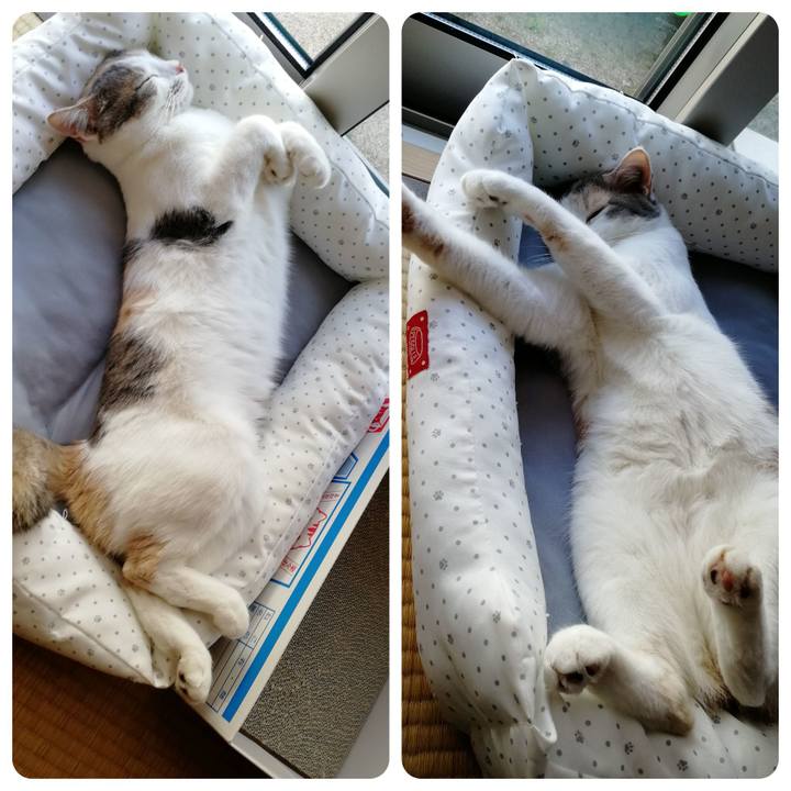 32c5fadc b021 4a89 a4e4 6312ed7210bf 1558833228275