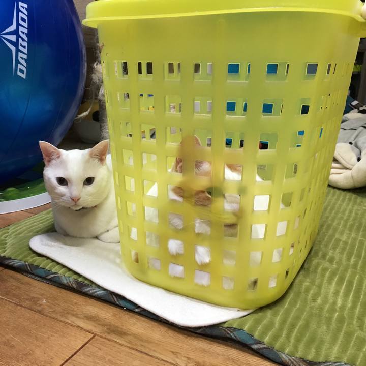 32c64745 e5f2 4c68 a2fa 331573dcdc4d 1547810611717