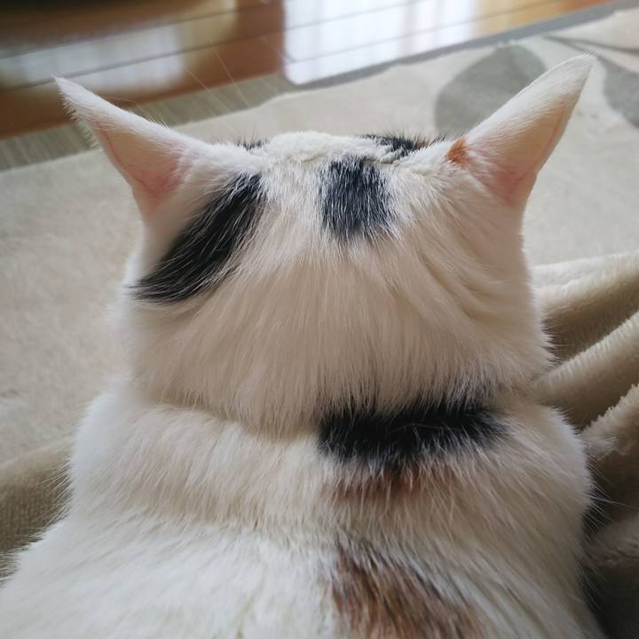 32c78323 be88 4fb3 842a 2c3aedb64165 1574379537768