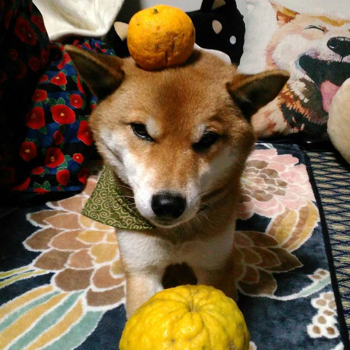 32c97258 f43c 4e0c a80f aa02b377d51f 1513936060343