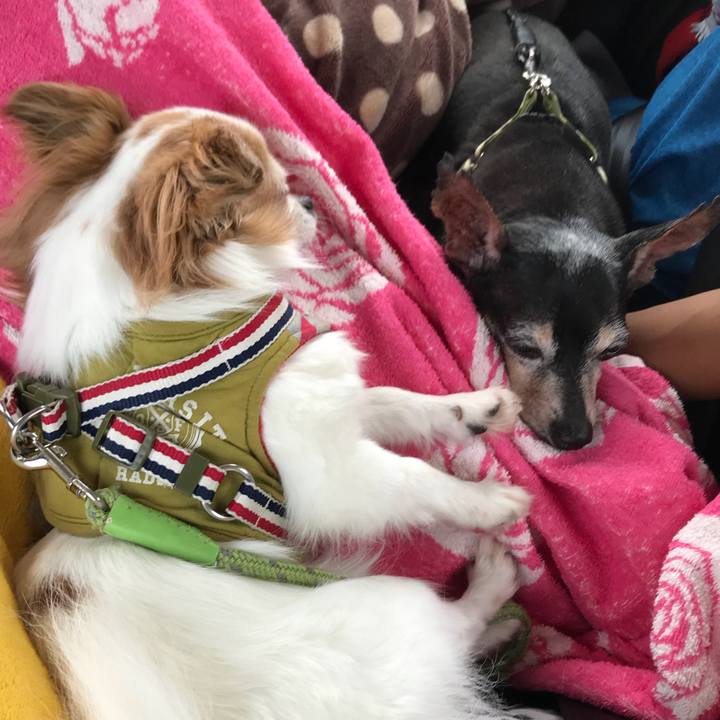 32cb738d 7c32 4da2 882d e9f346d004fe 1567258635247