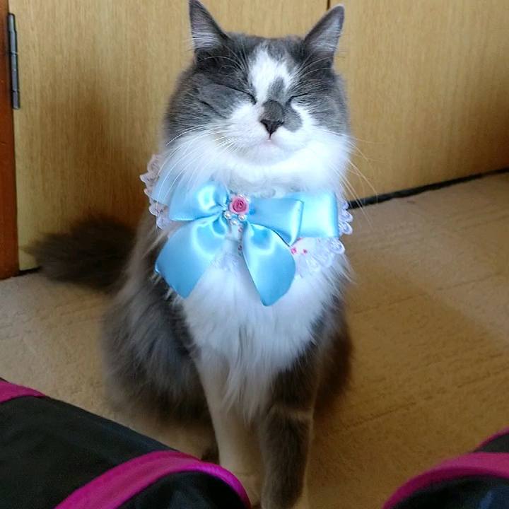 32cc2d36 df89 4c0d 9d80 a785a875cfc1 1582543728391