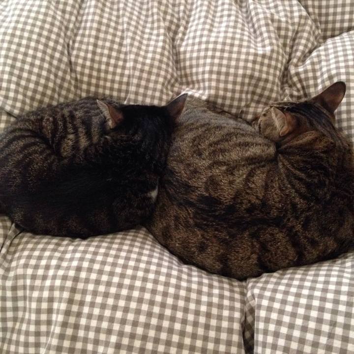 32ceda68 50ba 4e78 9b82 b0fe5e273ee0 1511840992610