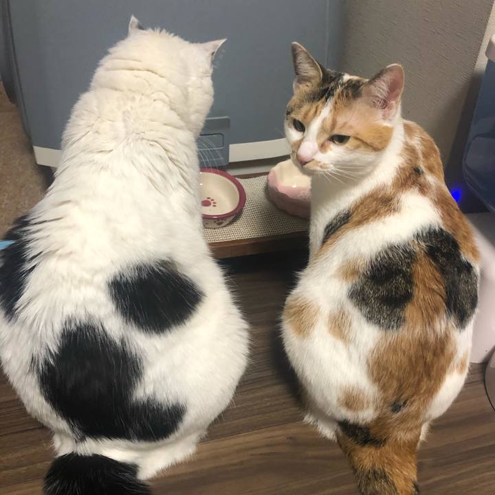 32cef3c7 7f21 4b43 8f35 823a4c9d33a5 1588858778943