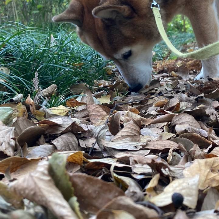 32cf3a82 2f5b 4c26 bf1f 345d60c2291a 1700711628376