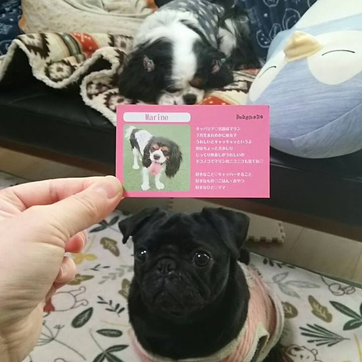 32d27bbe b911 4b49 afcd 6dd473a7631d 1545373213160